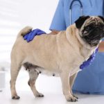 Test BREATH para luchar contra el síndrome de obstrucción respiratoria, BOAS.