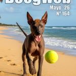 Los mejores artículos de doogweb en mayo 2026.
