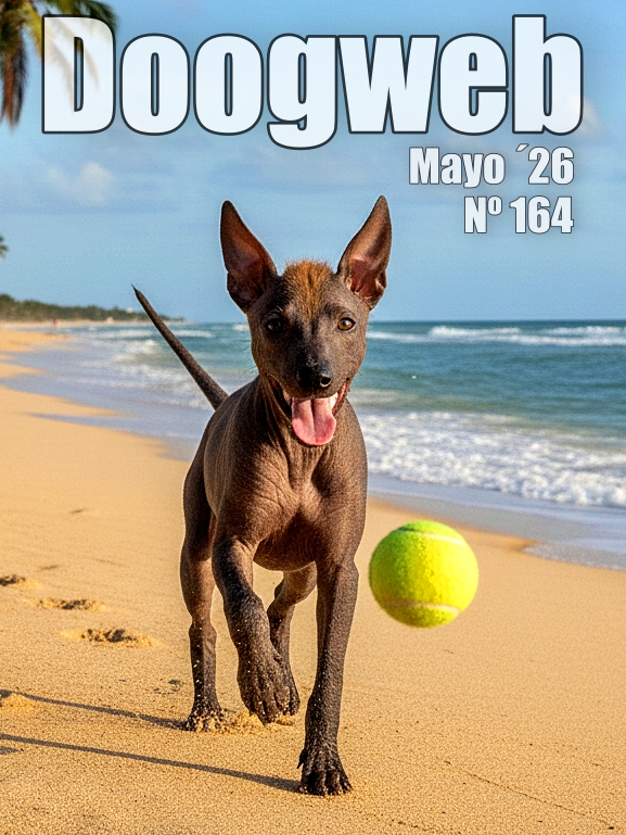 Los mejores artículos de doogweb en mayo 2026.