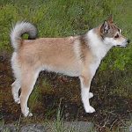 Las 20 razas de perro más raras y desconocidas en EE.UU. son... Lubdehund.