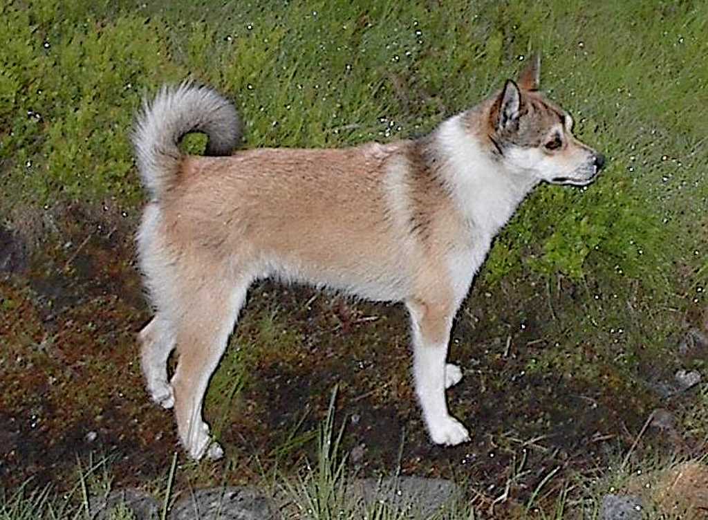 Lubdehund.