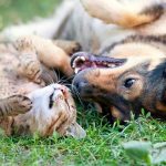 Las mascotas como parte esencial de la vida en el hogar y como aliadas del bienestar emocional Las mascotas como parte esencial de la vida en el hogar y como aliadas del bienestar emocional.