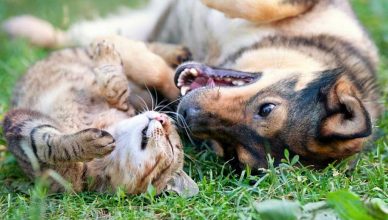 Las mascotas como parte esencial de la vida en el hogar y como aliadas del bienestar emocional.