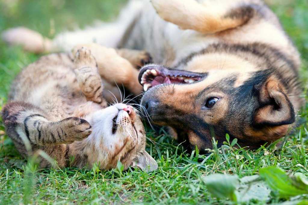 Las mascotas como parte esencial de la vida en el hogar y como aliadas del bienestar emocional.