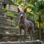 El estándar del Grifón de Korthal, el Pastor Blanco Suizo y el Xoloitzcuintle (perro sin pelo mexicano) se incorporará al Registro de Razas.