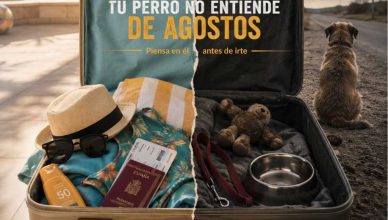 La RSCE lanza “Tu perro no entiende de agostos” para prevenir el abandono de perros en verano. La campaña recuerda que en los meses de verano se concentra casi una tercera parte de los casos de abandono.