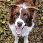 Las mejores ideas para dar vida a las fotos de tu perro.