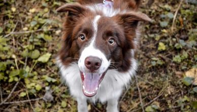 Las mejores ideas para dar vida a las fotos de tu perro.