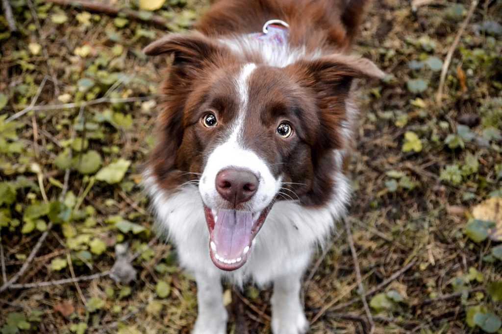 Las mejores ideas para dar vida a las fotos de tu perro.