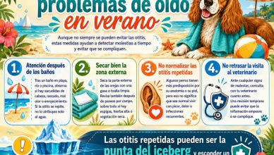 Otitis en perros, todo lo que tienes que saber.