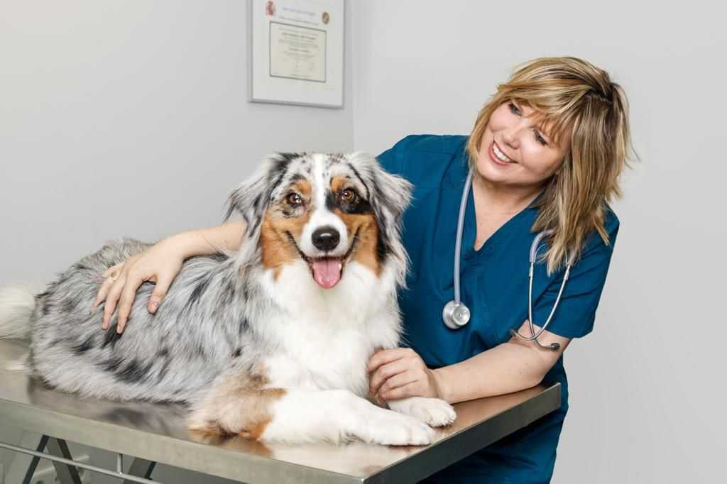 Otitis en perros, todo lo que tienes que saber.