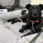 Estudio sobre el dolor articular en perros Estudio sobre el dolor articular en perros.