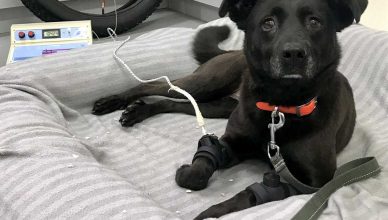 Estudio sobre el dolor articular en perros.