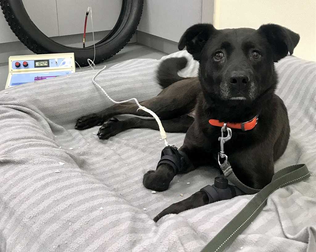 Estudio sobre el dolor articular en perros.