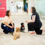 Una nueva encuesta de Mars, Incorporated y Royal Canin realizada a 1.000 empleados y empleadas en España revela que un 33% prioriza las políticas “pet-friendly” de su empresa por encima de los beneficios tradicionales y otras ventajas laborales.