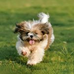 La Real Sociedad Canina alerta en plena ola de calor de que no hay razas de perros inmunes a las altas temperaturas.