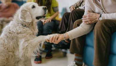 IAA con perros en residencias de personas mayores.