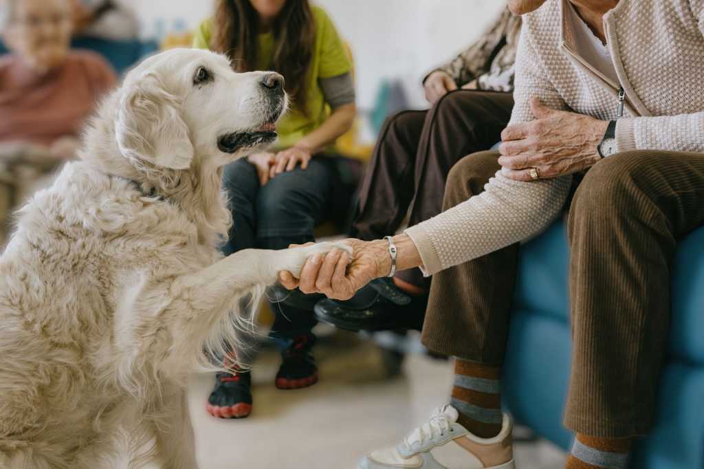 IAA con perros en residencias de personas mayores.