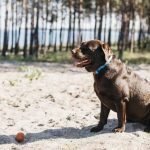 TodoMascota analiza el papel de la alimentación en la resistencia y vitalidad del perro durante el verano.