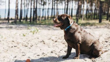 TodoMascota analiza el papel de la alimentación en la resistencia y vitalidad del perro durante el verano.