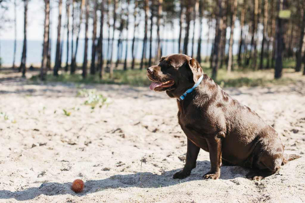 TodoMascota analiza el papel de la alimentación en la resistencia y vitalidad del perro durante el verano.