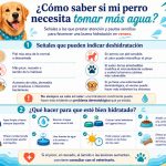 Cómo saber si tu perro necesita beber más agua este verano.