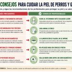 Problemas de piel de perros y gatos, lo que tienes que saber Info-piel-perro-gato