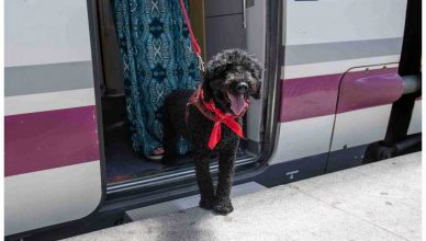 Nestlé Purina impulsa junto a Renfe una nueva era de viajes pet friendly donde los perros de hasta 40 kilos podrán viajar en todos los trenes.