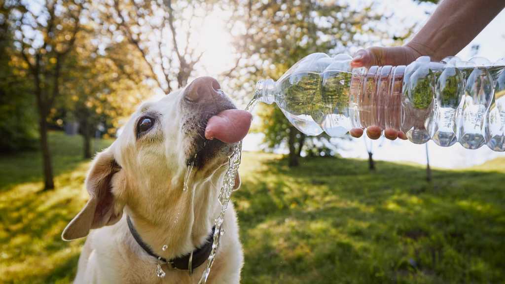 Cómo saber si tu perro necesita beber más agua este verano.