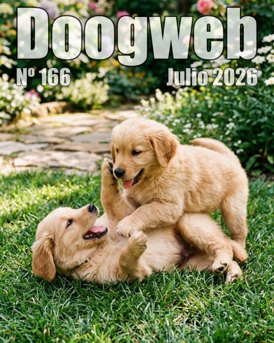 Los mejores artículos de doogweb en julio 2026.