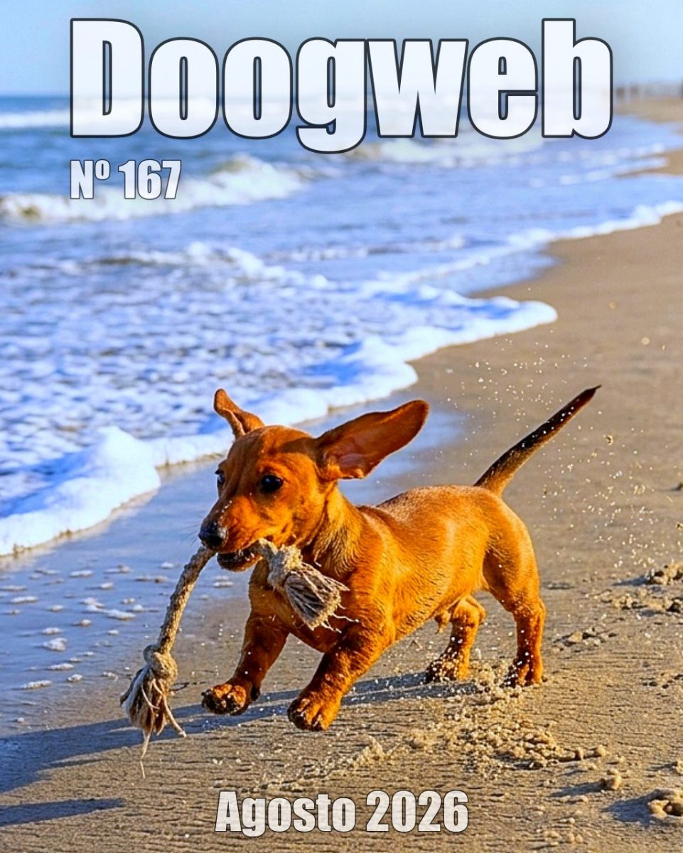 Los mejores artículos de doogweb en agosto 2026