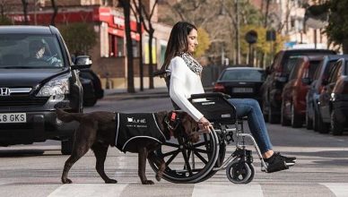 Semana Internacional del Perro de Asistencia.