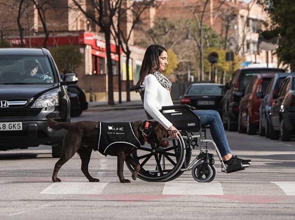 Semana Internacional del Perro de Asistencia.