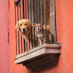 ¿Perros grandes en pisos pequeños?