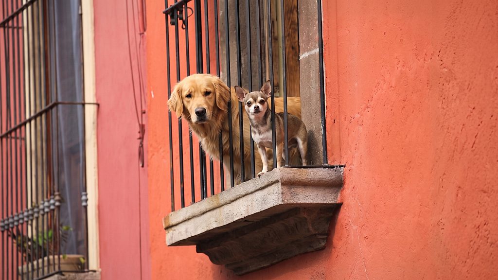 ¿Perros grandes en pisos pequeños?