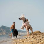 Viajar con perros sigue siendo un reto para muchas familias.