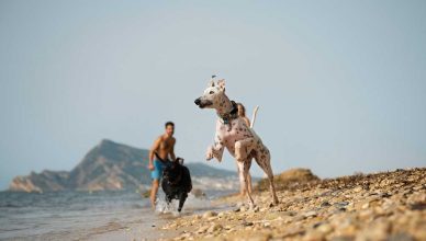 Viajar con perros sigue siendo un reto para muchas familias.