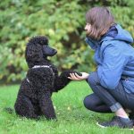Enfermedades cardíacas en perros: últimos avances.