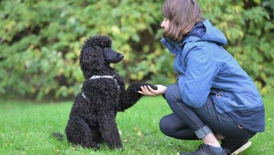 Enfermedades cardíacas en perros: últimos avances.