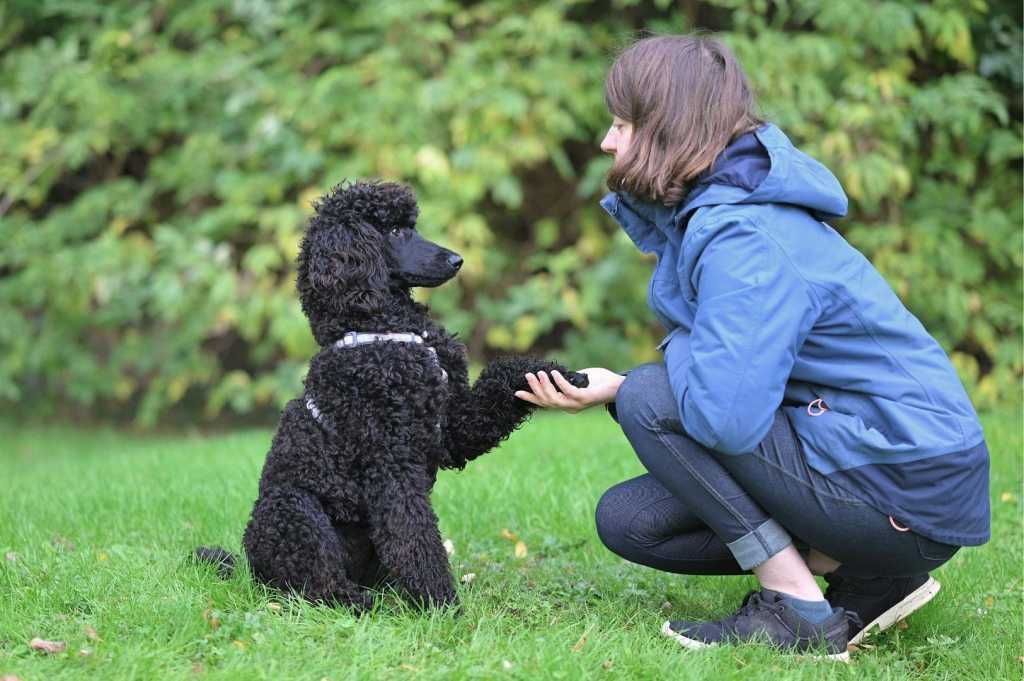 Enfermedades cardíacas en perros: últimos avances.
