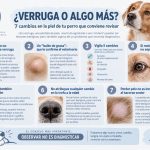 7 cambios en la piel del perro que conviene revisar ¿Es una verruga o algo más? Los 7 cambios en la piel que se recomienda revisar.
