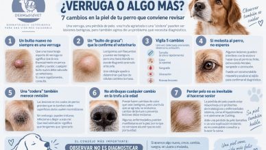 ¿Es una verruga o algo más? Los 7 cambios en la piel que se recomienda revisar.