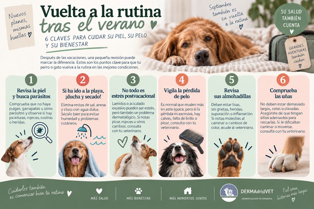 Señales a vigilar en nuestros perros después del verano.