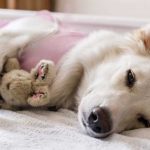 Señales a vigilar en nuestros perros después del verano.