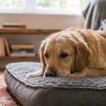 De las vacaciones a la vuelta a la rutina: 5 claves para evitar el ‘síndrome postvacacional’ en los perros.
