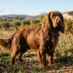 Sussex apaniel: proyecto pionero de diversidad genética.
