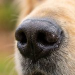 Aprendiendo a respetar los instintos del perro: el olfato.