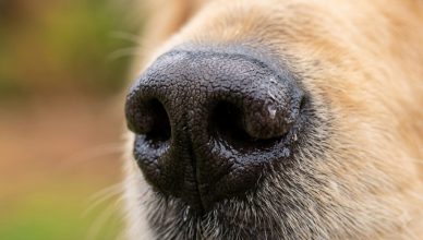 Aprendiendo a respetar los instintos del perro: el olfato.