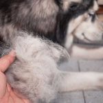 Caída de pelo en perros: cuándo deja de ser una muda normal Caída de pelo en perros: cuándo deja de ser una muda normal.