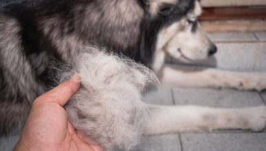 Caída de pelo en perros: cuándo deja de ser una muda normal.